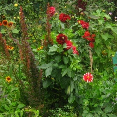 Елена Петровна, Москва