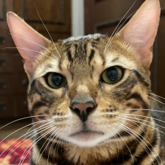 Er Ba, 27.11, Москва