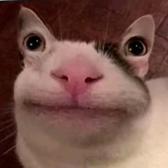 Vova Shp, 11.05, Paris