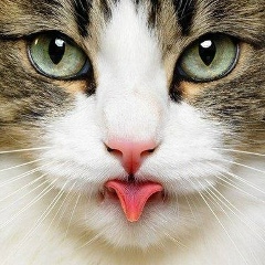 Ирина В, Москва