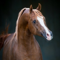 Данияр Уалиев, 21.05