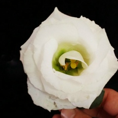 Лиза Камалова, 08.01, Уфа