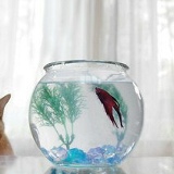 Амина Березовская, Актау