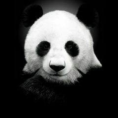 Амирхан Абдулаев, 03.04.1994, Москва