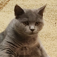 Миша Нягу, 28.02.1994, Бельцы