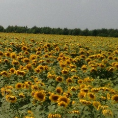 Irene Italia, 19.05