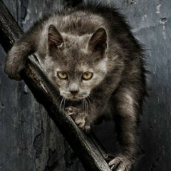 Геннадий Животин, 20.03.1990, Шабо