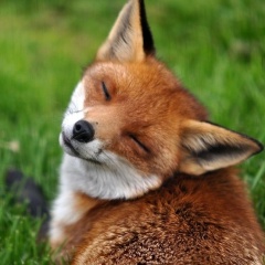 Инга Щербакова