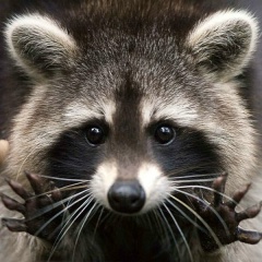 Денис Маху, 13.06.1982, Санкт-Петербург