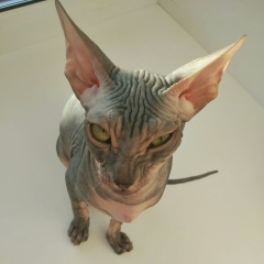 Дмитрий Тюриков, 29.06.1985, Североморск