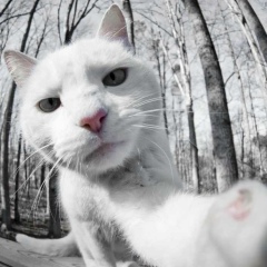 Рокки Кароа, 21.04.1990, Москва