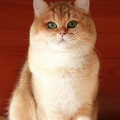 Янина Людмила, 31.08.1998, Химки