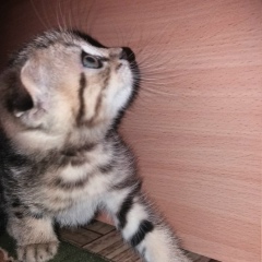 Денис , Костанай