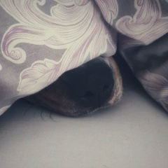 Светлана Зейля, Санкт-Петербург