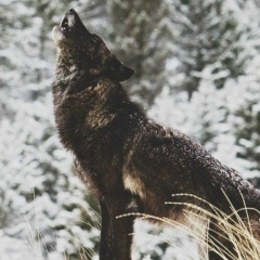 Магжан Темирбай, 11.07.1993, Шымкент