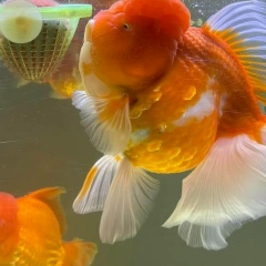 Aye Phyo Kyaw, 02.06.1998, Shwebo