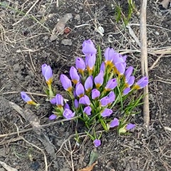 Бона Флер, Москва