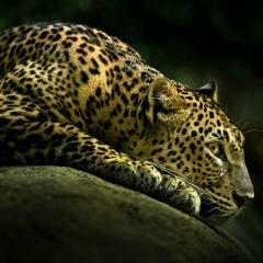 Виталий Кресан, 23.03.1984, Киев