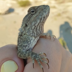 Аниса Шакирова