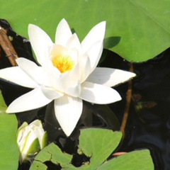 Катюша Хворост, 02.09, Васильков