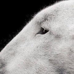 Владимир Нешин, 14.06, Москва