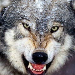 Тамирхан Магомедов, 01.09.1996, Гудермес