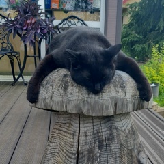 Александр Морозов, 31.12, Санкт-Петербург