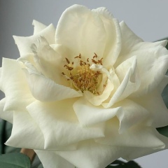 Ксения Бажина, 20.03, Ярославль