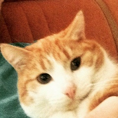 Макс Маркелов, Москва