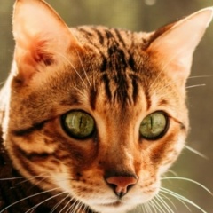 Павел Сударушкин, 07.01, Санкт-Петербург