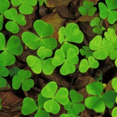 Жаныадил Турсынбек, 03.01, Алматы