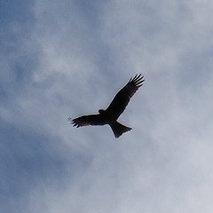 Алексей Воронин