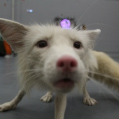 Дарья Макеева, Москва