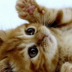 Марта Петимко, 01.08, Киев