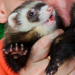 Дмитрий Абдиев, 04.07.1991, Сосногорск