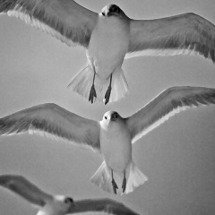 Петр Головин, München