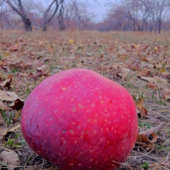 Тома Маркова, 21.04.1985, New York City