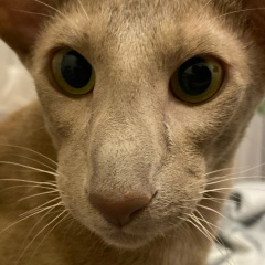 Ольга Александрова, Калининград