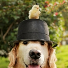 Ярославка Крошна, 08.07