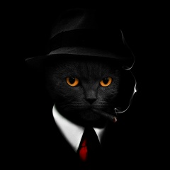 Дмитрий Анатольев, Санкт-Петербург