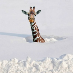 Константин Баруев, 13.03.1982, Санкт-Петербург