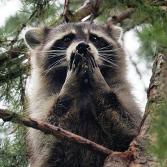 Роман Дмитров, 10.05, Новосибирск