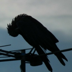 Wvi Weresthagin, 10.05