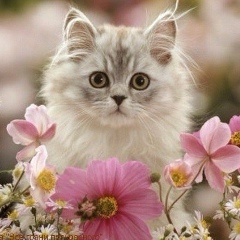 Людмила Степанишена, Уланов