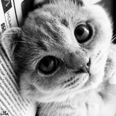 Андрей Петров, 27.07