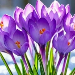 Мария Иванова, 25.10, Псков