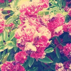 Арзу Гаджиева