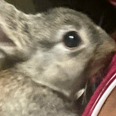 Раш Гурбанов, 10.10.1981, Санкт-Петербург