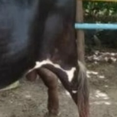 Dagi Maung-Maung, 26.09.1985, Mandalay