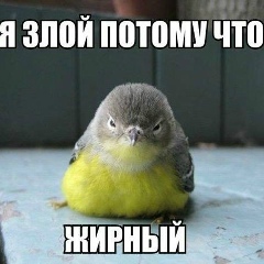 Юрий Веденко, Киев